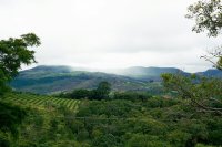 Mountains with coffee trees.