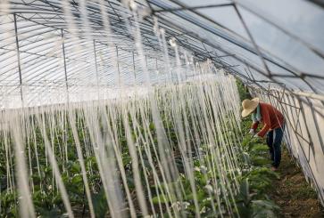 farmer-greenhouse-Beijing