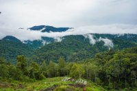 Rainforest with clouds.