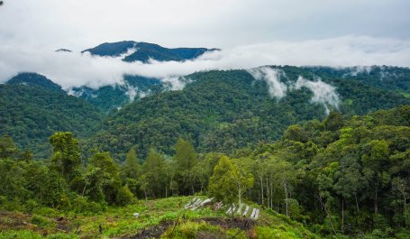 Rainforest with clouds.