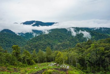 Rainforest with clouds.