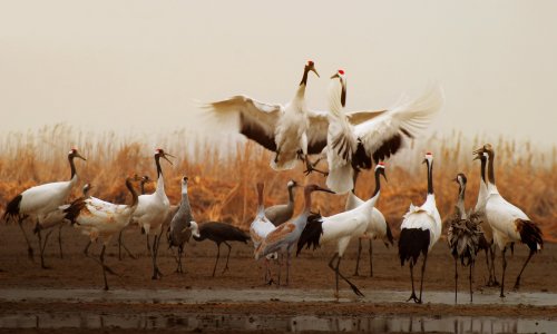 Red-crowned cranes at the migratory bird sanctuaries along the coast of the Yellow Sea-Bohai Gulf in China.