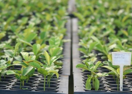 Plants