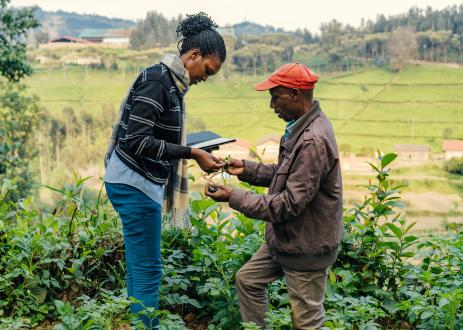 Farmers examining crops.