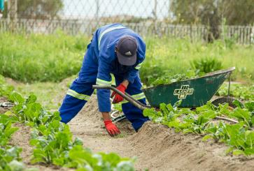 A man working on a farm.