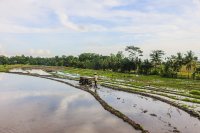 A farmer plowing a flooded rice field.