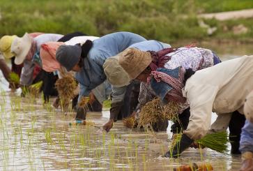 Cambodian rice farmers