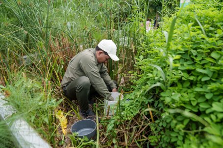 A worker bends down to collect water amid greenery.