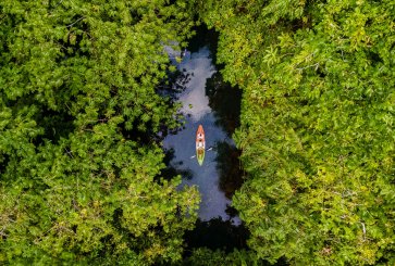 Aerial view of two kayakers on a river surrounded by dense forest.