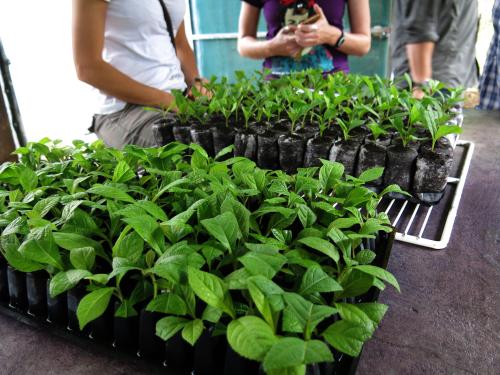 Planting saplings.
