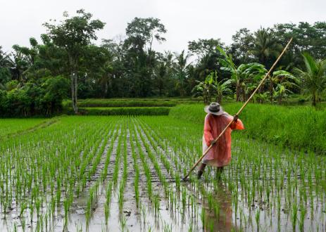 rice fields on a rainy day
