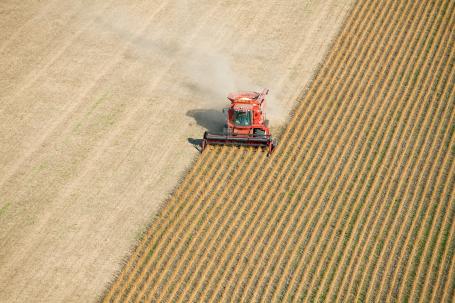 Soybean field being harvested.