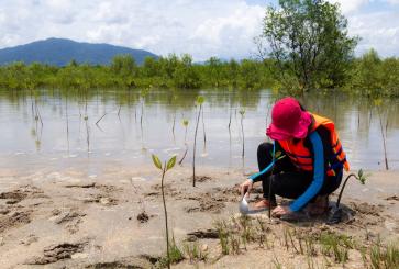 Woman planting mangroves for wetland restoration.