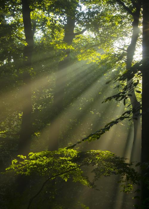 Sun rays shining through trees in green forest.