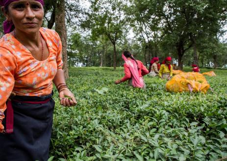 Tea harvest in India