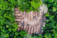 A storage yard of timber in the Brazilian Amazon rainforest