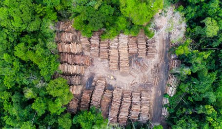 A storage yard of timber in the Brazilian Amazon rainforest