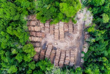 A storage yard of timber in the Brazilian Amazon rainforest