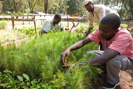 Three people tending saplings at a tree nursery.