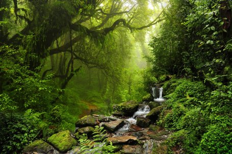 Tropical forest in Nepal.