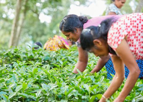 Climate-resilient agriculture: coffee plantation Photo credit: UNDP Sri Lanka.