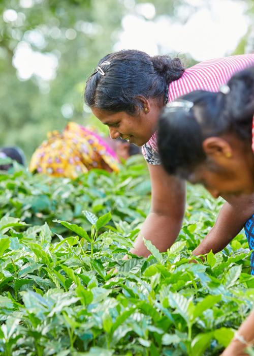 Climate-resilient agriculture: coffee plantation Photo credit: UNDP Sri Lanka.