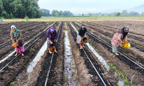 Women apply biochar, a fertilizer-like substance, to long crop rows.