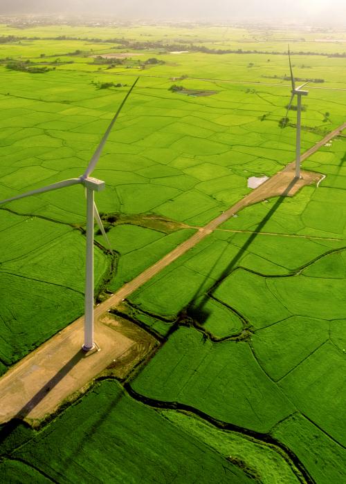 Wind turbines on green rice fields.