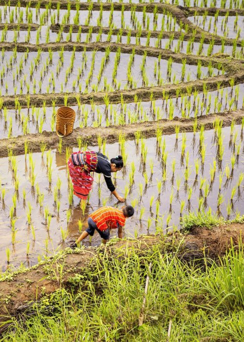 Woman and child farming in rice paddies.