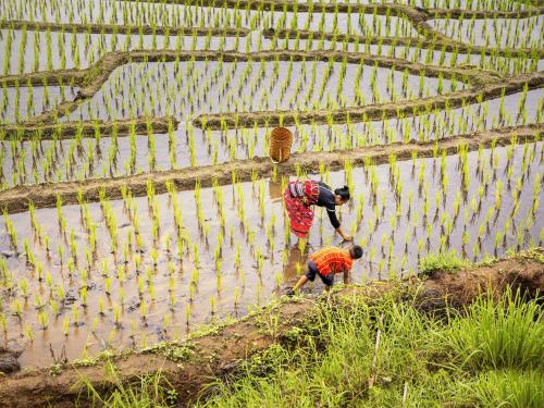 Woman and child farming in rice paddies.