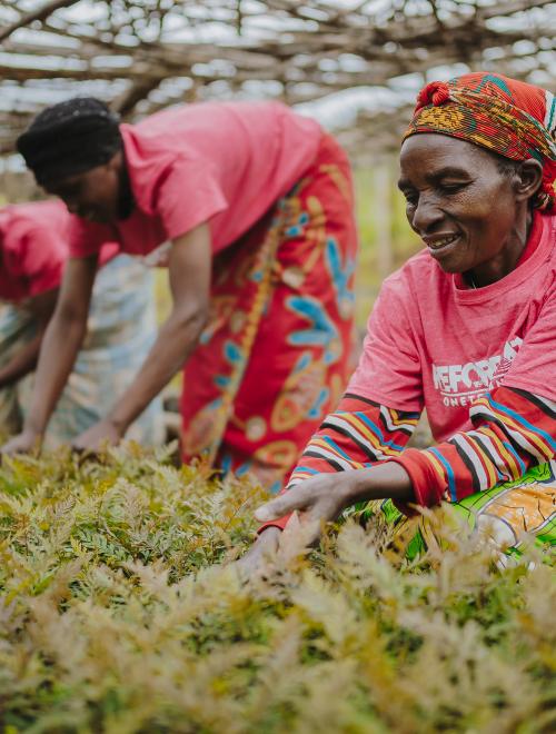 Women sorting trees