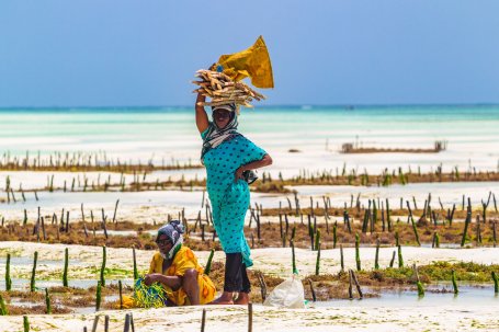 Women harvesting seaweed on a beach.