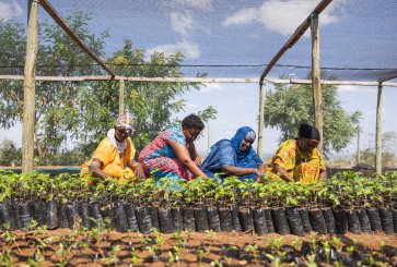 Women planting trees.