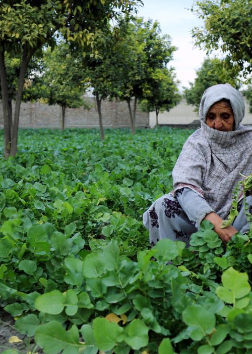 Most of women covered by NHLP now have access to fresh vegetables for their meals and can even supply their surplus to be sold in the local market.