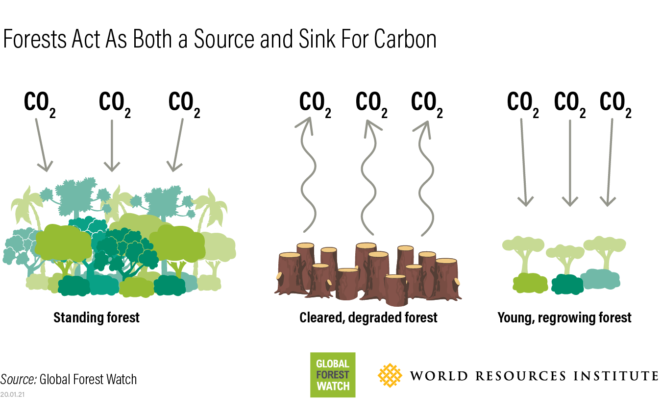 Carbon Fluxes from Forests