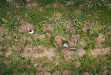 Aerial view of two farmers on a small plot.