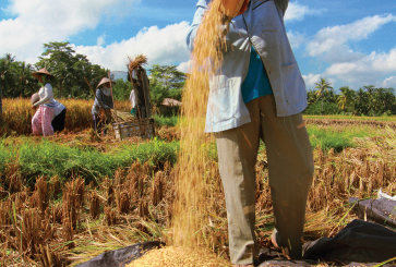 Food loss can happen on the farm as well as in the kitchen. Photo: ImpaKPro/istockphoto.com