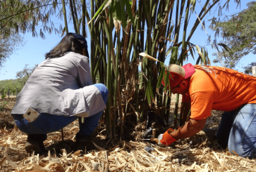 Two people planting new trees in the ground. 