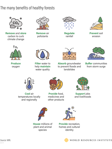 The many benefits of healthy forests.